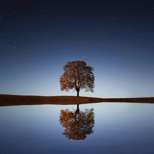 Un arbre qui se reflète dans un lac la nuit