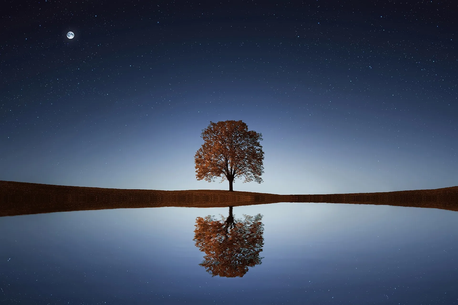 Un arbre qui se reflète dans un lac la nuit